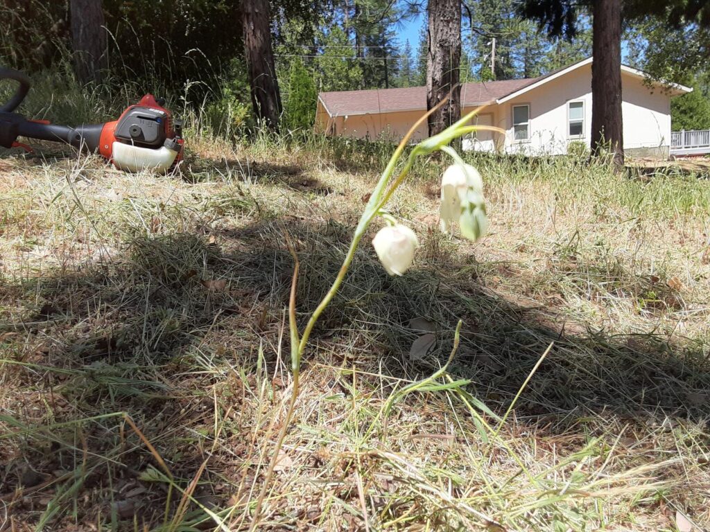 Of weedwhacking and wildflowers